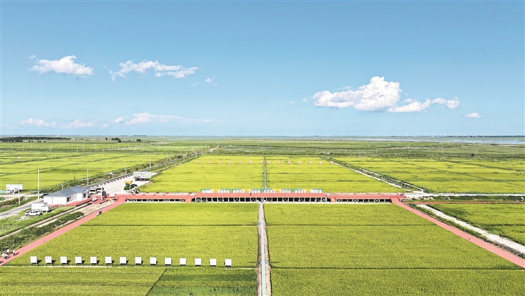 深度关注|监督推动盐碱地变