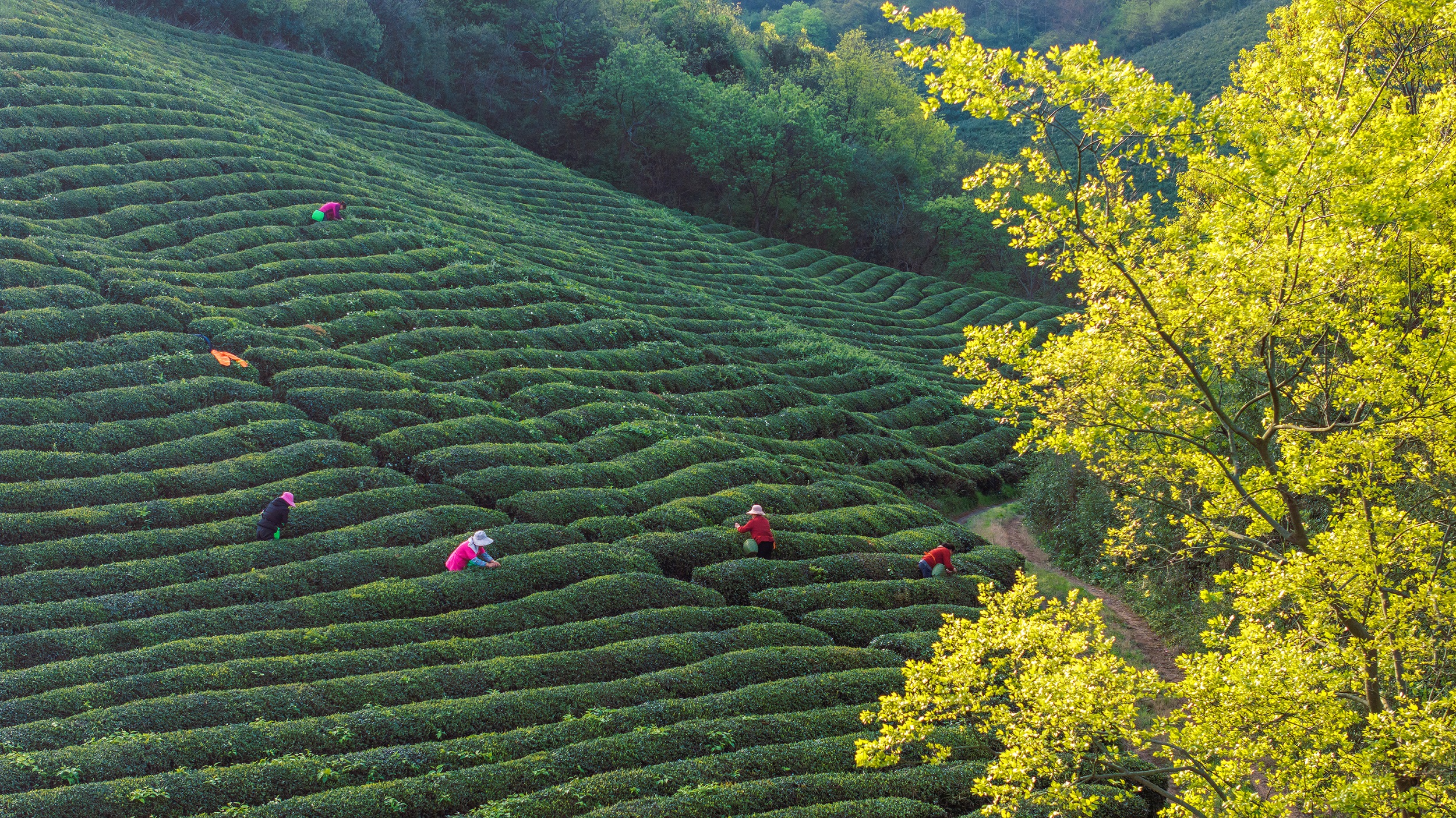 镜头丨谷雨春光晓